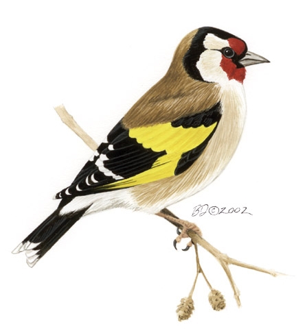 Carduelis_carduelis