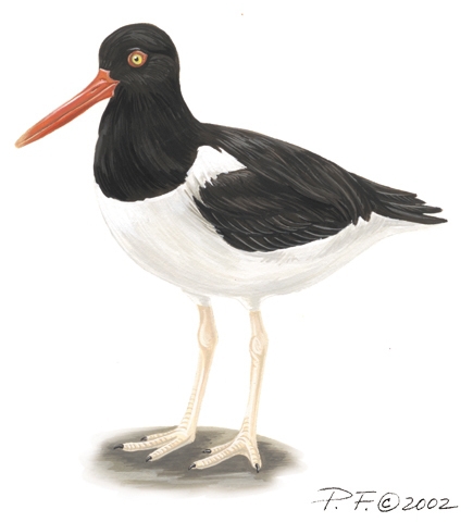 haematopus_palliatus