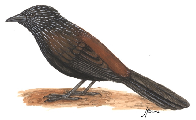 Deuterostomia