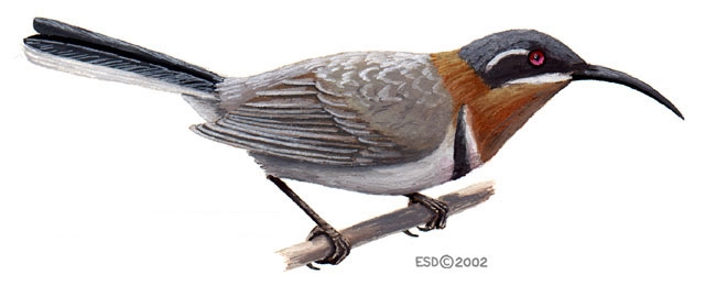 Sarcopterygii