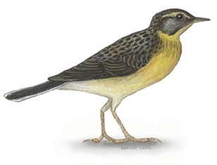 Deuterostomia