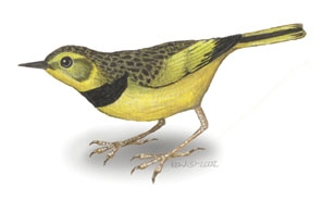 Deuterostomia