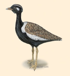 Neognathae