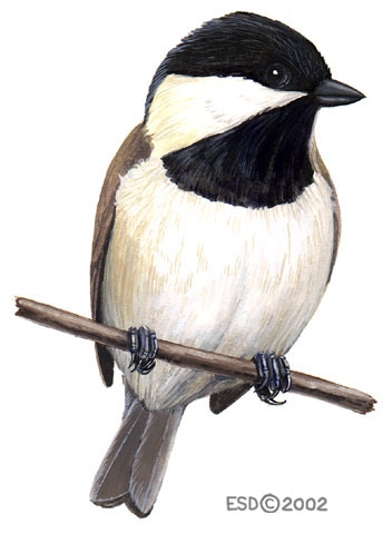 Parus_lugubris_lugubris_mal