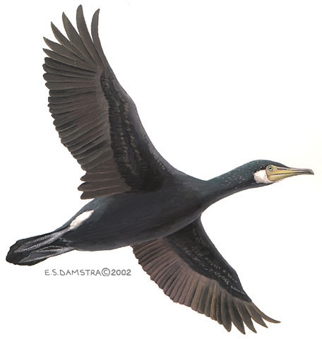 Phalacrocorax.carbo