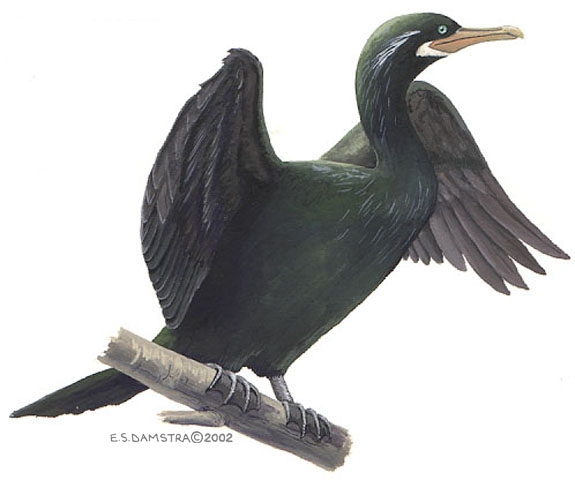 Phalacrocorax.olivaceus