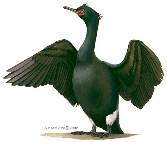 Phalacrocorax.pelagicus