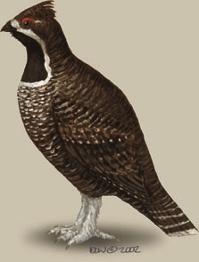 Phasianidae