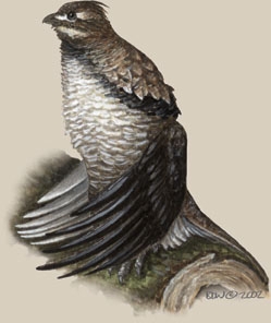 Sarcopterygii