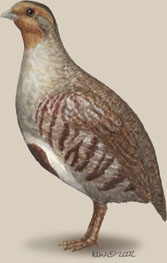 Perdicinae