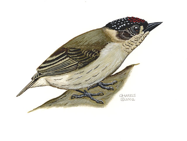 Deuterostomia