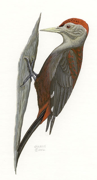 Deuterostomia