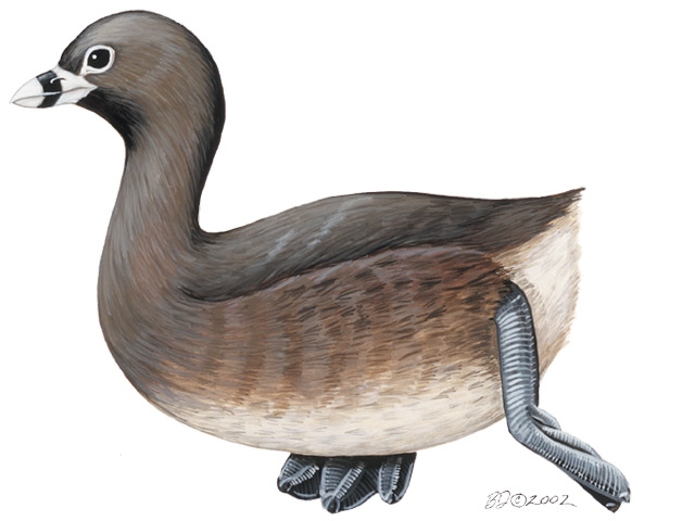 Podilymbus_podiceps