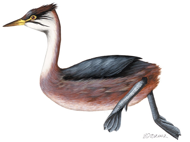 Deuterostomia