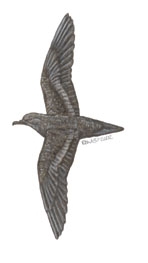 Sarcopterygii