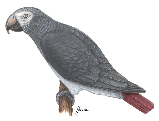 Psittaciformes