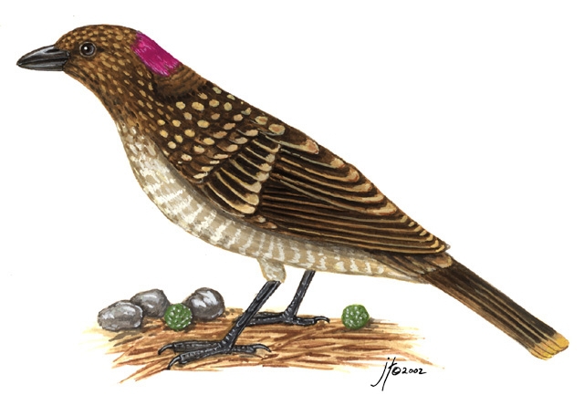 Deuterostomia