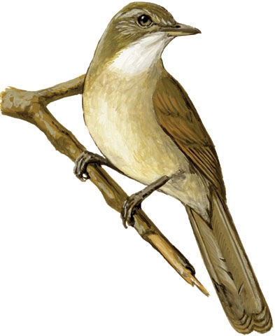 Vertebrata