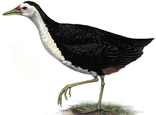 Gruiformes