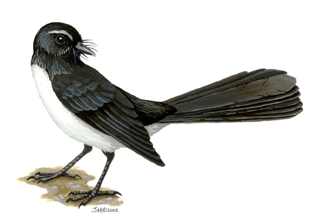 Rhipidura_leucophrys