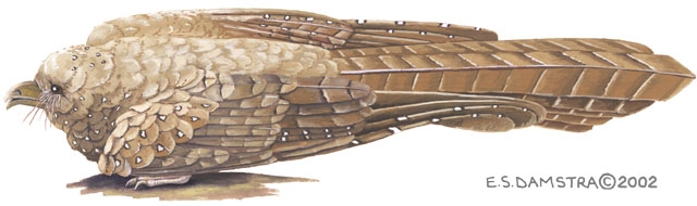 Steatornis caripensis