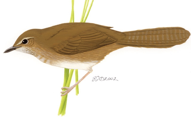 Bradypterus_baboecala