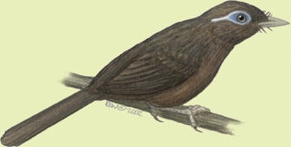 Deuterostomia