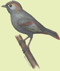 Deuterostomia