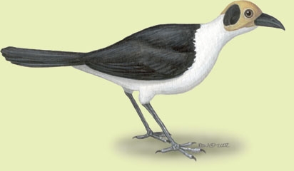 Picathartes_gymnocephalus