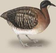 Crypturellus_variegatus