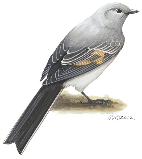 Myadestes_townsendi