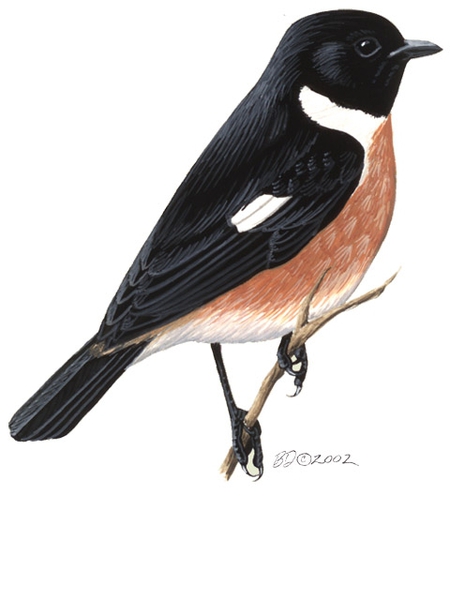 Saxicola_torquata