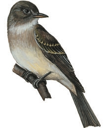 Empidonax traillii