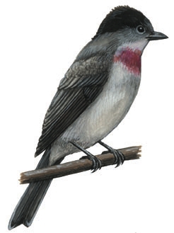 Sarcopterygii