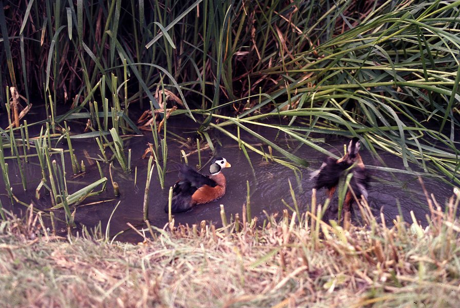 Anseriformes