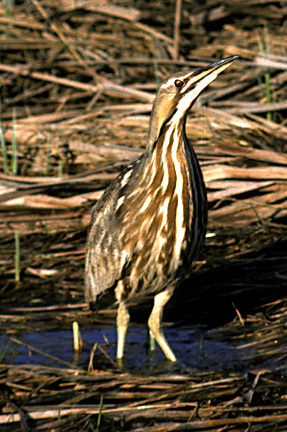 AmerBittern