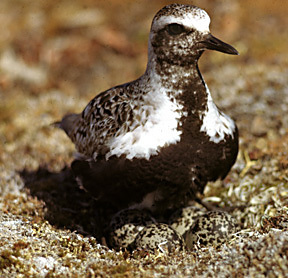 Charadriidae