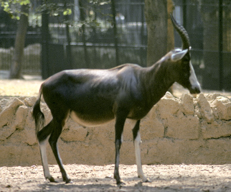 CairoZooEgypt_11a