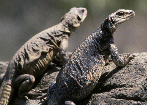 Photo of Sauromalus ater