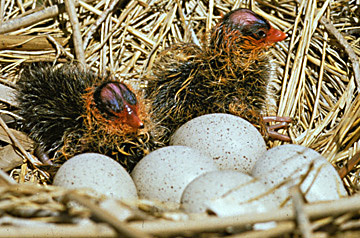 Cootchicksandeggs