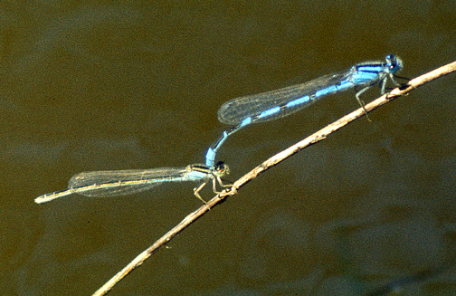 Damselfly5MNMarshall_a