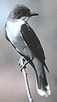 EasternKingbird