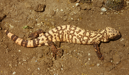 GilaMonster_1