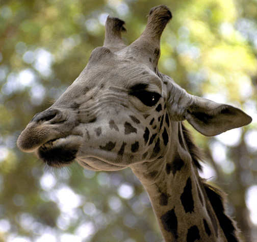 GiraffeeheadCairoZoo_36a