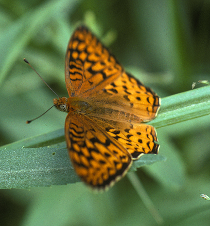 GreatSpangledFritillaryGarvinPkMN