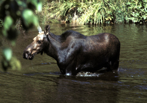 Artiodactyla