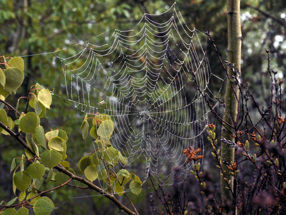 Araneae