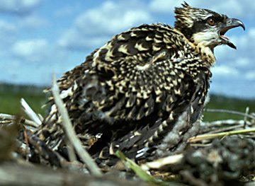 Falconiformes