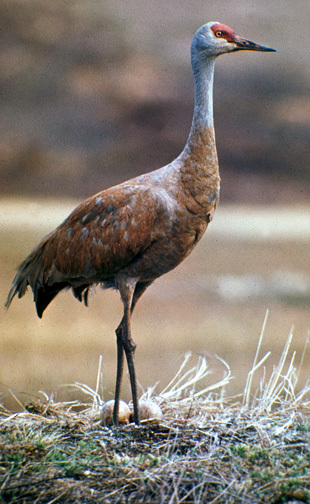 SandhillCrane