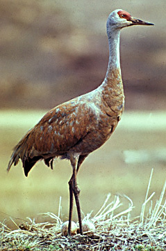 Gruiformes